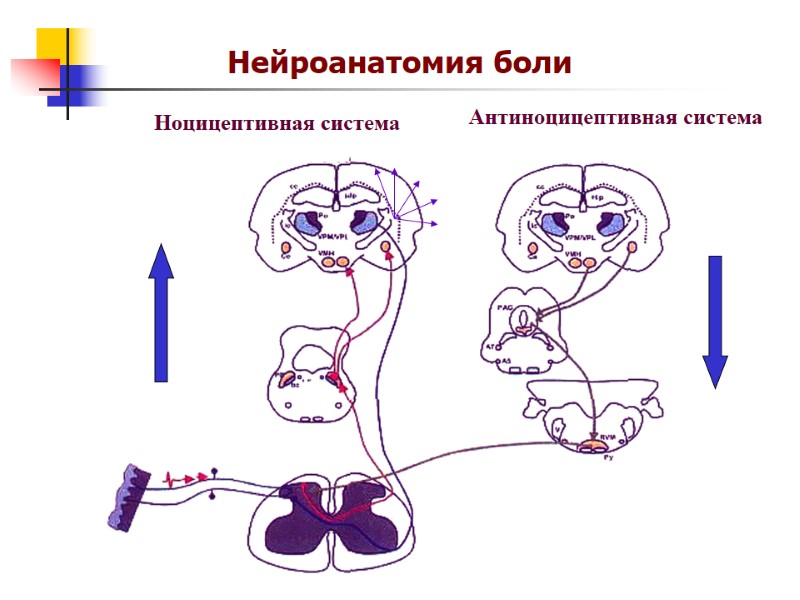 Нейроанатомия боли Ноцицептивная система Антиноцицептивная система